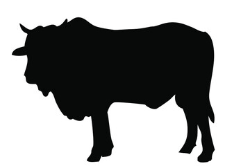 Vector Manual Draw sketch cow, allowed to be slaughted in idul adha

