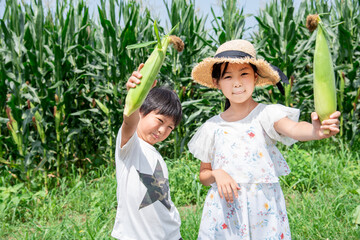 トウモロコシの収穫をする小学生