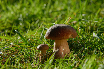 Edible mushrooms in the forest on a green background