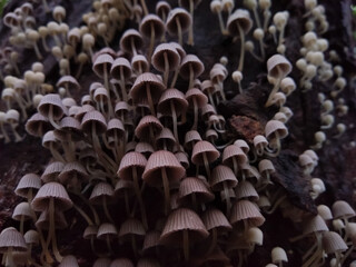 fairy inkcap tiny small mushrooms (Coprinellus disseminatus ) mushrooms on a tree