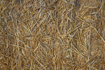 straw from wheat ears on the field, in the form of a background