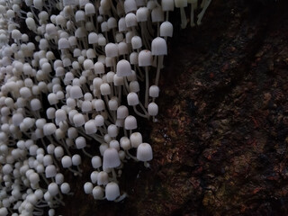 fairy inkcap tiny small mushrooms (Coprinellus disseminatus )