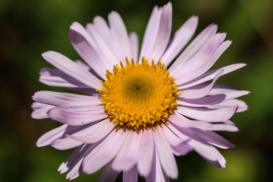 close up of pink daisy