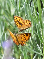 Zwei Mauerfuchs Schmetterlinge auf Lavendel
