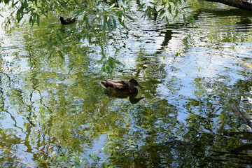 ducks in the lake