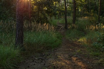 Nature around us, plants, forests, landscapes, sunrise and sunset.