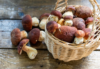 Fresh forest porcini mushrooms on the table and in a basket