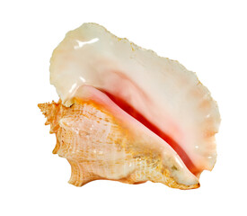 Sea shell isolated on a white background. Beautiful seashell - 370686871