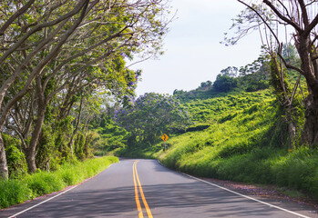 Road on Hawaii