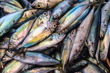 Fototapeta premium Basket with fresh fish in local asian fish market