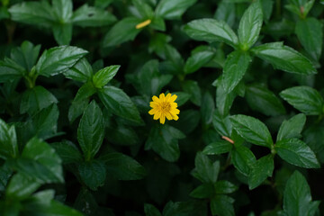 Singapore dailsy with green leaf in the garden, a little yellow flower