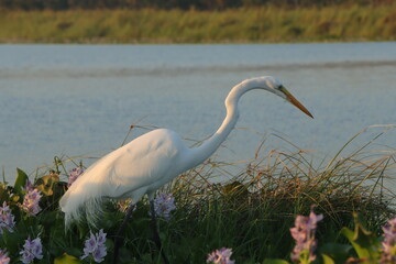 Ardea Alba