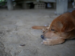 dog sleeping on the ground floor.