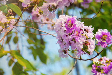 Lagerstroemia loudonii flower or Lagerstroemia floribunda and orange light for background.