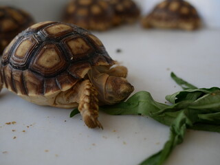 Sulcata tortoise it is the third largest turtle in the world.