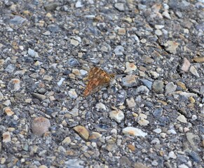 butterfly on the rocks