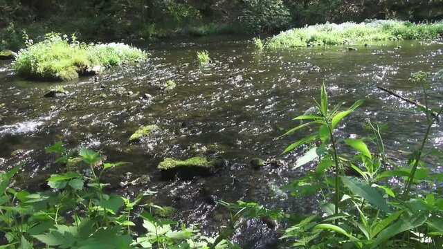 Idyllischer flie&szlig;ender Bach mit glitzerndem Wasser und gr&uuml;ner Bepflanzung am Rand. Wasser pl&auml;tschert und V&ouml;gel singen im Hintergrund. Fantasie Landschaft. Malerische szenische Outdoorszene Zauberwald