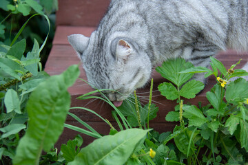 
Beautiful gray British cat licks a green leaf