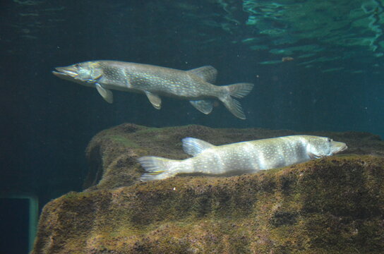 Couple de Grand brochet