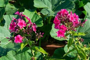 
Beautiful pink phlox on a background of green leaves in a summer garden