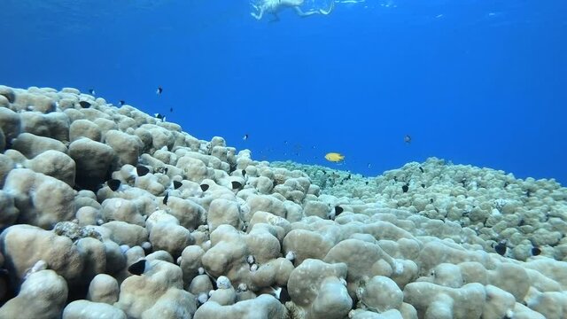 Tropical Blue Water and A Snorkler. Underwater sea fish. Tropical reef marine. Colourful underwater seascape. Soft-hard corals seascape. Reef coral scene. Coral garden. Underwater ambience coral reefs