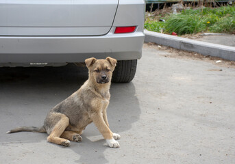 Photo of a sitting puppy on the background of a car