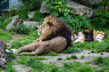 The lion, Panthera leo is one of the four big cats in the genus Panthera