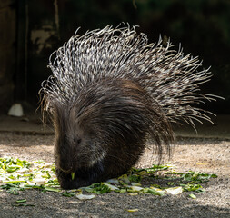Indian crested Porcupine, Hystrix indica in a german nature park