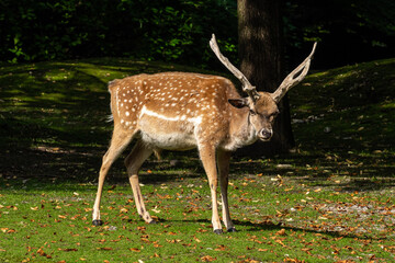 The fallow deer, Dama mesopotamica is a ruminant mammal