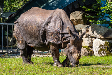 Obraz premium The Indian Rhinoceros, Rhinoceros unicornis aka Greater One-horned Rhinoceros