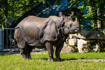 Obraz premium The Indian Rhinoceros, Rhinoceros unicornis aka Greater One-horned Rhinoceros
