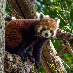 Obraz premium The red panda, Ailurus fulgens, also called the lesser panda.