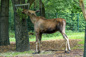 Naklejka na ściany i meble European Moose, Alces alces, also known as the elk