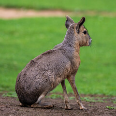 Patagonian Mara, Dolichotis patagonum are large relatives of guinea pigs