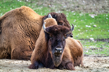 American buffalo known as bison, Bos bison in the zoo