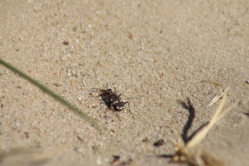 Dünen-Sandlaufkäfer Cicindela hybrida