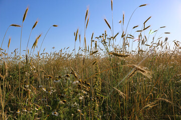 golden ripe wheat on  bright sunny summer day. cereal field of ripe wheat in bright sunlight, against  blue sky. ripe ears of wheat, with golden grains and long tendrils.