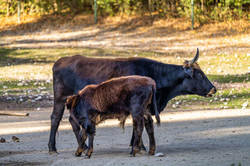 Heck cattle, Bos primigenius taurus or aurochs in the zoo