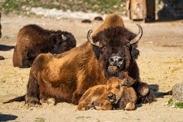 American buffalo known as bison, Bos bison in the zoo © rudiernst