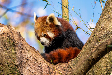 The red panda, Ailurus fulgens, also called the lesser panda.