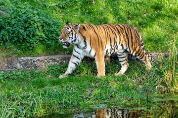 The Siberian tiger,Panthera tigris altaica in the zoo