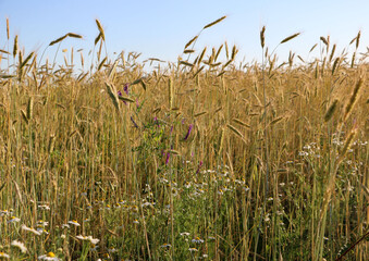 golden ripe wheat on  bright sunny summer day. cereal field of ripe wheat in bright sunlight, against  blue sky. ripe ears of wheat, with golden grains and long tendrils.