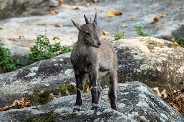 Naklejka na ściany i meble Male mountain ibex or capra ibex on a rock