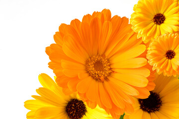 Orange and yellow flowers on a white background. Calendula