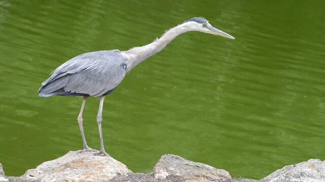 HD video of a Great Blue Heron standing on rocks in front of green algae filled water, looking for food.
