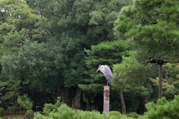 さぎ
