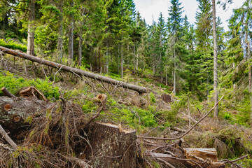 Deforestation of coniferous forest in the Carpathian Mountains