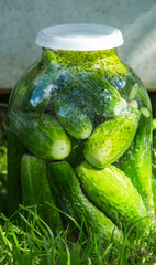 Delicious pickled cucumbers in a jar, fresh harvest, stands in nature in the green grass