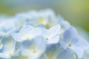 紫陽花