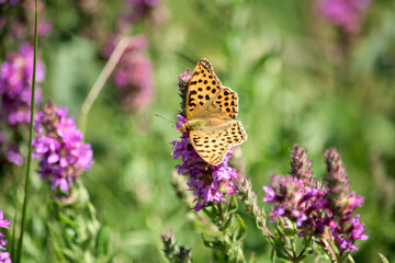 A beautiful orange butterfly has landed on a purple flower in the field and is feeding